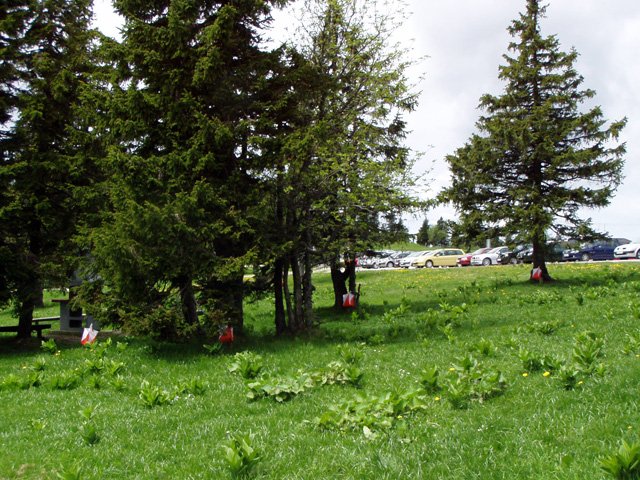 p5271838.jpg