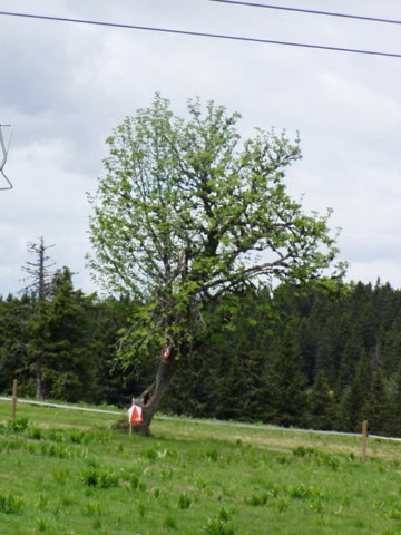 p5271854.jpg