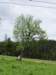 p5271854_small.jpg