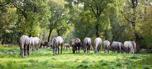 Lipica Stud Farm